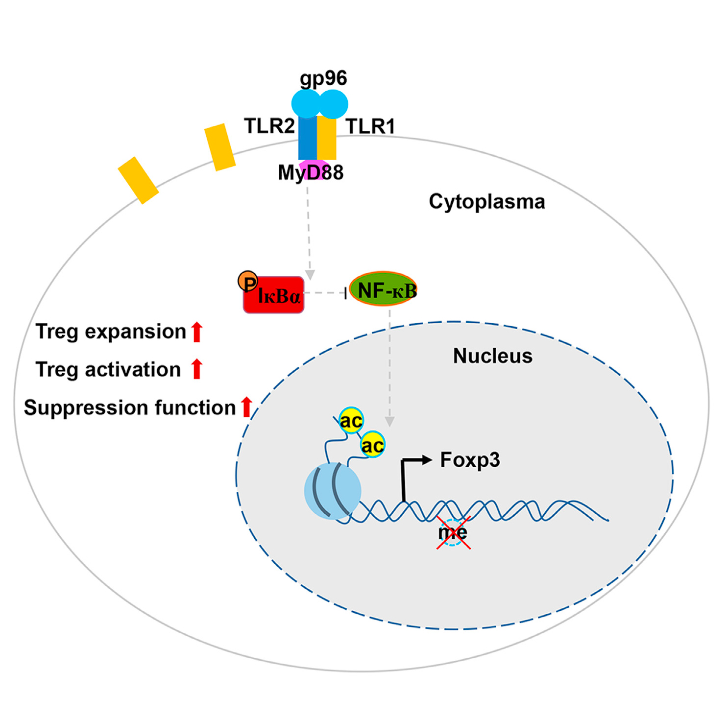 Induction of Foxp3 and activation of Tregs by HSP gp96 for treatment of autoimmune diseases-1.jpg