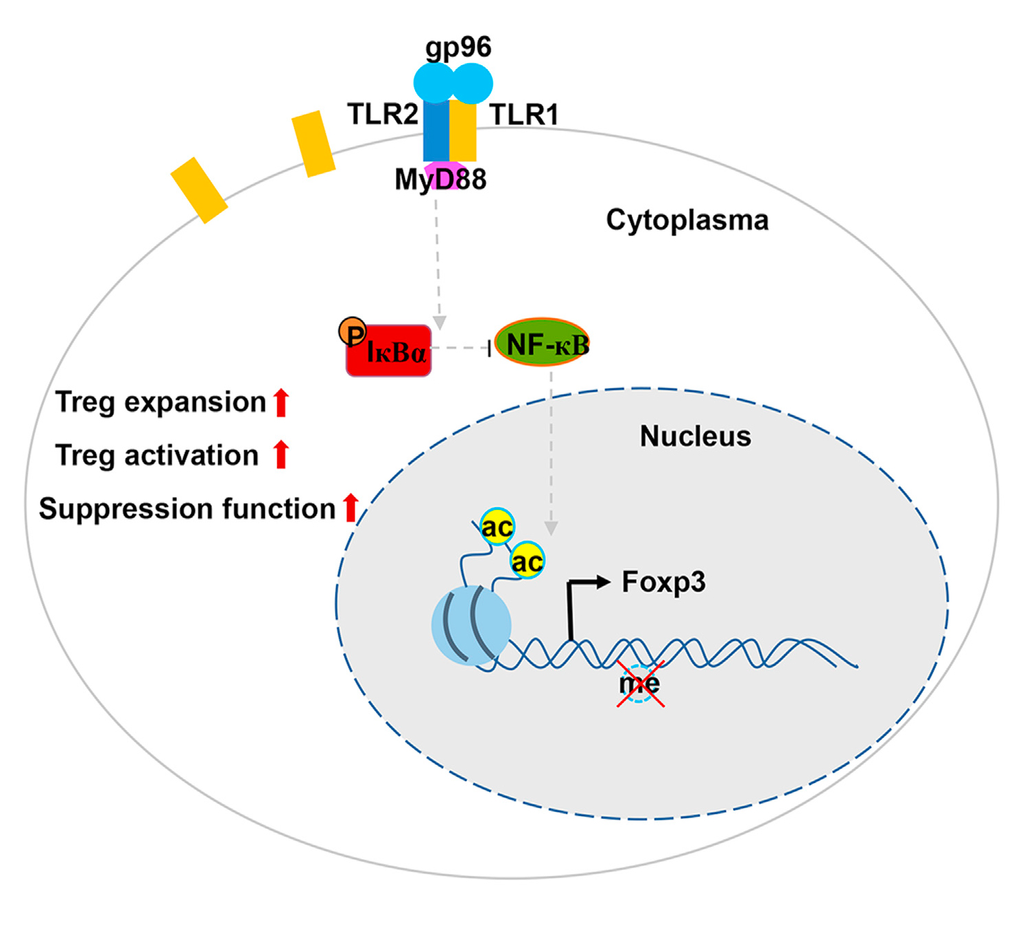 Induction of Foxp3 and activation of Tregs by HSP gp96 for treatment of autoimmune diseases-1.jpg