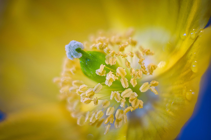 poppy-5259106_1280.jpg