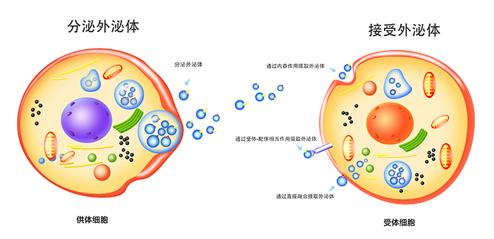 外泌体（中文）.jpg