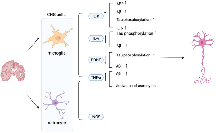1768459883722261.jpg ijms-26-11963-g001.jpg