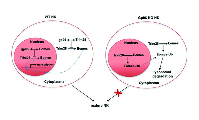 86.Heat shock protein gp96 drives natural killer cell maturation and anti-tumor immunity by counteracting Trim28 to stabilize Eomes-12.jpg