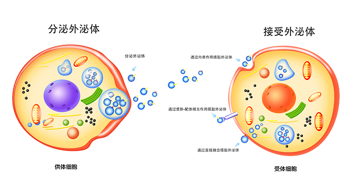 1779429525639495.jpg 外泌体(中文).jpg