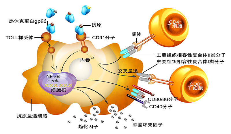 gp96防癌抗癌原理图（中文）.jpg