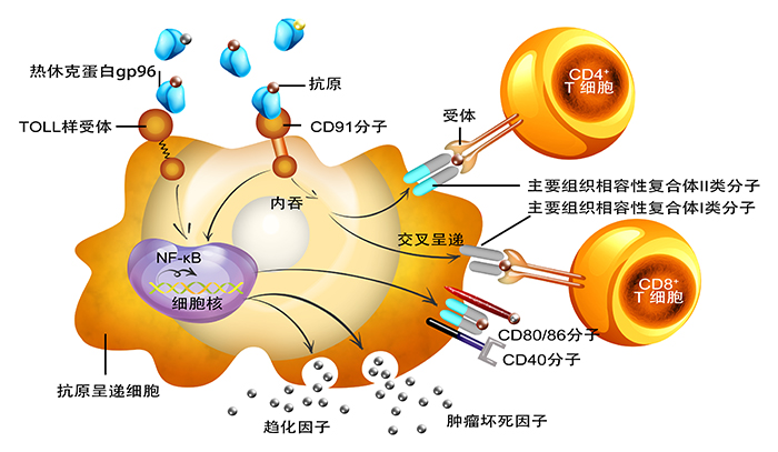 gp96防癌抗癌原理图（中文）.jpg